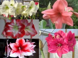 Amaryllis Collection (5 bulbs)